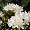 Cunningham's White - caucasicum-hybr. - Rhododendron hybrid - Cunningham's White - Rhododendron hybridum