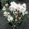 Cunningham's White - caucasicum-hybr. - Rhododendron hybrid - Cunningham's White - Rhododendron hybridum