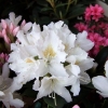 Cunningham's White - caucasicum-hybr. - różanecznik wielkokwiatowy - Cunningham's White - Rhododendron hybridum
