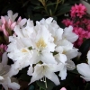 Cunningham's White - caucasicum-hybr. - Rhododendron Hybride - Cunningham's White - Rhododendron hybridum