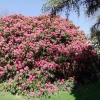 Cynthia   - Рододендрон гибридный - Cynthia   - Rhododendron hybridum