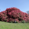 Cynthia   - Рододендрон гибридный - Cynthia   - Rhododendron hybridum
