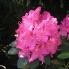 Cynthia   - Рододендрон гибридный - Cynthia   - Rhododendron hybridum