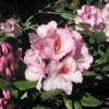 Diadem - fortunei-hybr. - różanecznik wielkokwiatowy - Diadem - Rhododendron hybridum