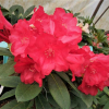 Django -brachycarpum hybr.  - Рододе́ндрон Фори́ ; Рододе́ндрон ро́зовый - Django -brachycarpum hybr.  - Rhododendron brachycarpum ; Rhododendron fauriei
