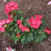 Django -brachycarpum hybr.  - Рододе́ндрон Фори́ ; Рододе́ндрон ро́зовый - Django -brachycarpum hybr.  - Rhododendron brachycarpum ; Rhododendron fauriei