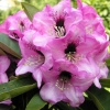 Dominik - Рододендрон гибридный - Dominik - Rhododendron hybridum