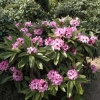 Dominik - Рододендрон гибридный - Dominik - Rhododendron hybridum