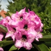 Dominik - Рододендрон гибридный - Dominik - Rhododendron hybridum