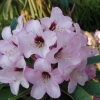 Dominik - Рододендрон гибридный - Dominik - Rhododendron hybridum