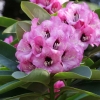 Dominik - Рододендрон гибридный - Dominik - Rhododendron hybridum