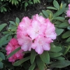 Don Giovanni - Рододендрон гибридный - Don Giovanni  - Rhododendron hybridum