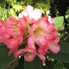 Dr. Ans Heyting - Рододендрон гибридный - Dr. Ans Heyting - Rhododendron hybridum