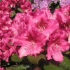 Dr.V.H. Rutgers - Рододендрон гибридный - Dr.V.H. Rutgers- Rhododendron hybridum