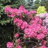 Dr.V.H. Rutgers - Рододендрон гибридный - Dr.V.H. Rutgers- Rhododendron hybridum