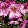 Duke of York - Рододендрон гибридный - Duke of York - Rhododendron hybridum