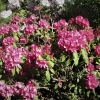E.S. Rand - Рододендрон гибридный - E.S. Rand- Rhododendron hybridum