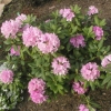 English Roseum - Рододендрон гибридный - English Roseum - Rhododendron hybridum