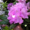 English Roseum - Рододендрон гибридный - English Roseum - Rhododendron hybridum