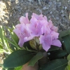 English Roseum - Рододендрон гибридный - English Roseum - Rhododendron hybridum