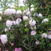 Effner - Рододендрон гибридный - Effner - Rhododendron hybridum