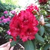 Erato - różanecznik wielkokwiatowy - Erato - Rhododendron hybridum