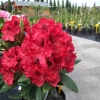 Erato - Rhododendron hybrid - Erato - Rhododendron hybridum