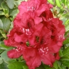 Erato - Rhododendron Hybride - Erato - Rhododendron hybridum