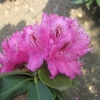 Erich - Рододендрон гибридный - Erich - Rhododendron hybridum
