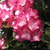 Eruption - Рододендрон гибридный - Eruption - Rhododendron hybridum