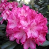 Eruption - Рододендрон гибридный - Eruption - Rhododendron hybridum
