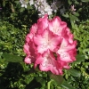 Eruption - Рододендрон гибридный - Eruption - Rhododendron hybridum