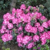 Eruption - Рододендрон гибридный - Eruption - Rhododendron hybridum