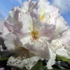 Eskimo - Rhododendron hybrid - Eskimo - Rhododendron hybridum