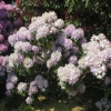 Everestianum - Рододендрон гибридный - Everestianum - Rhododendron hybridum