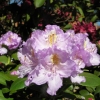 Everestianum - Рододендрон гибридный - Everestianum - Rhododendron hybridum