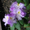 Everestianum - Рододендрон гибридный - Everestianum - Rhododendron hybridum