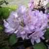 Fastuosum Flore Pleno - Рододендрон гибридный - Fastuosum Flore Pleno - Rhododendron hybridum