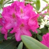 Fidelius - Рододендрон гибридный - Fidelius - Rhododendron hybridum