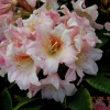 Flautando - fauriei-hybr. - Rhododendron hybrid - Flautando - Rhododendron hybridum