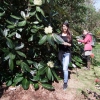 Florida Ogada   - Рододендрон гибридный - Florida Ogada   - Rhododendron hybridum