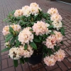 Fluidum - Rhododendron hybrid - Fluidum - Rhododendron hybridum