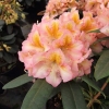 Fluidum - Rhododendron hybrid - Fluidum - Rhododendron hybridum