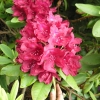 Francesca - Rhododendron Hybride - Francesca - Rhododendron hybridum