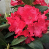 Fruhlingsluhen- Рододендрон гибридный - Fruhlingsluhen - Rhododendron hybridum