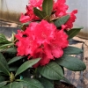 Fruhlingsluhen- Рододендрон гибридный - Fruhlingsluhen - Rhododendron hybridum