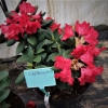 Fruhlingsluhen- Рододендрон гибридный - Fruhlingsluhen - Rhododendron hybridum