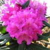 Gabriel- Рододендрон гибридный - Gabriel - Rhododendron hybridum