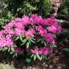 Gabriel- Рододендрон гибридный - Gabriel - Rhododendron hybridum