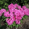 Gabriel- Рододендрон гибридный - Gabriel - Rhododendron hybridum
